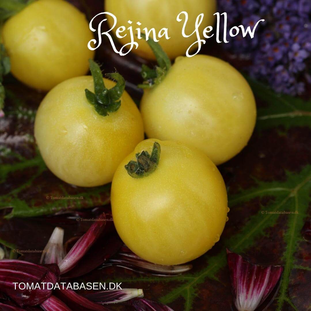 Rejina Yellow